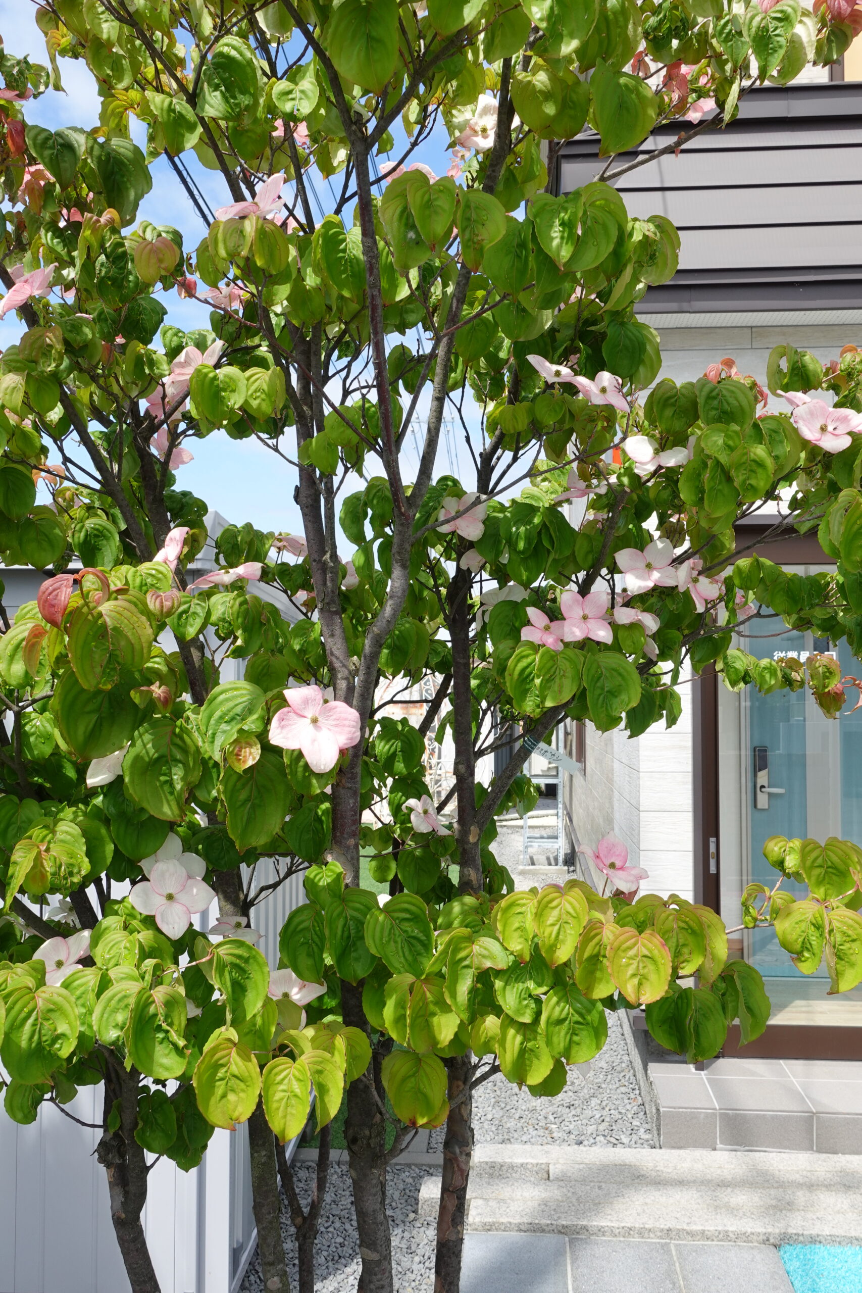 グリーン造園展示場内の花をつけたヤマボウシ