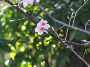 カワヅザクラ in Taiwan