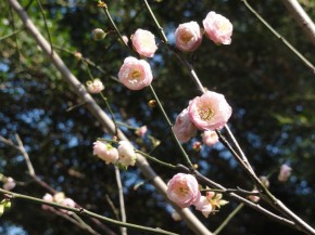 宮粉梅 in Taiwan