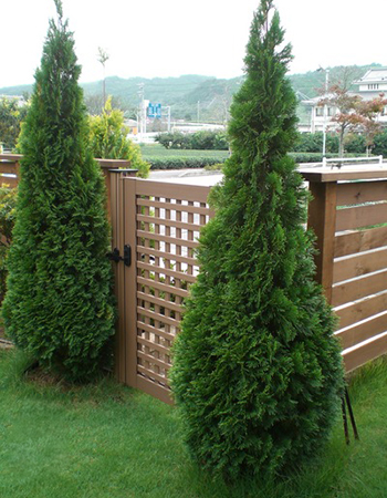 庭の日本のエメラルド（コニファー）