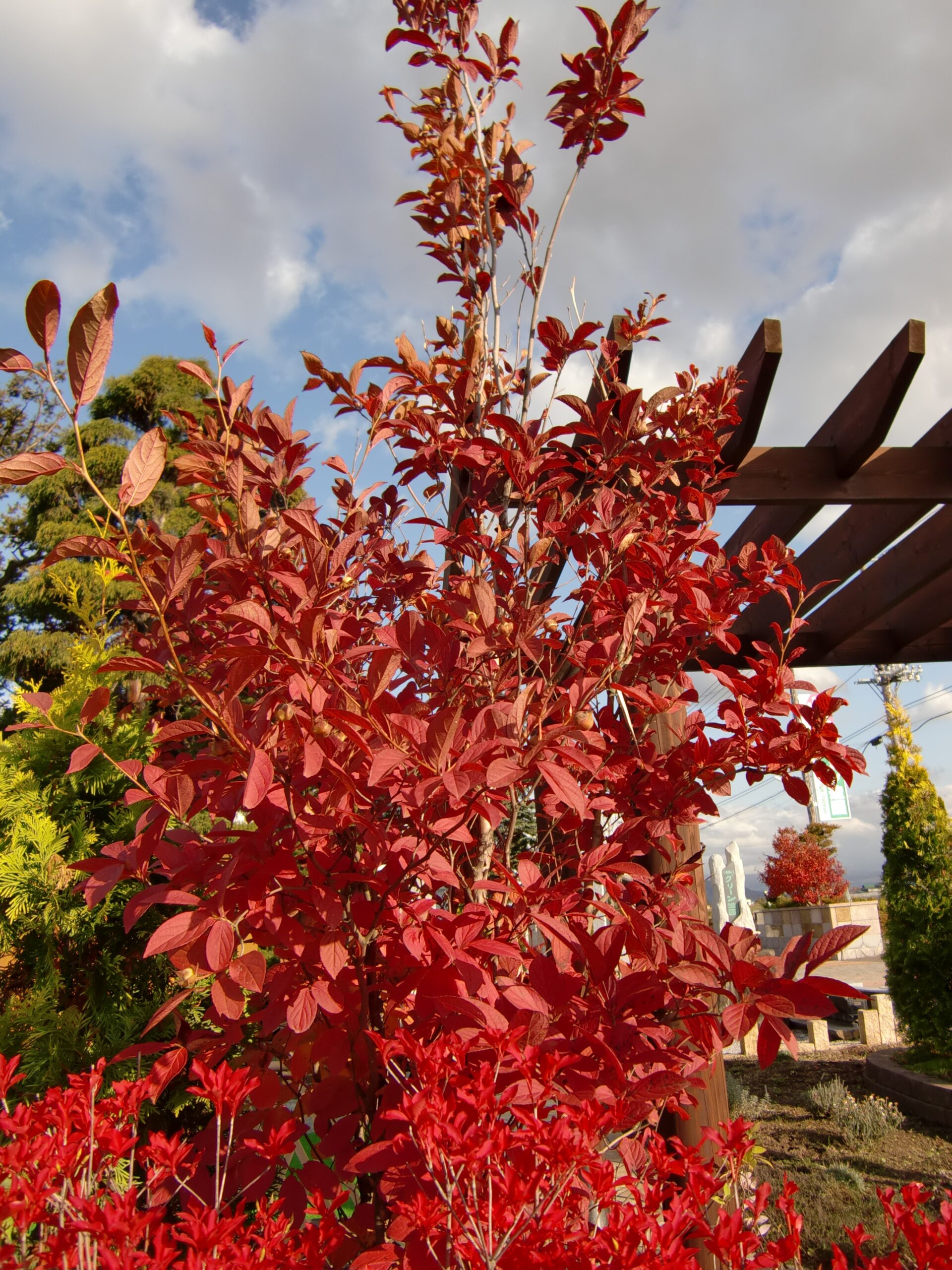 シャラノキ　紅葉