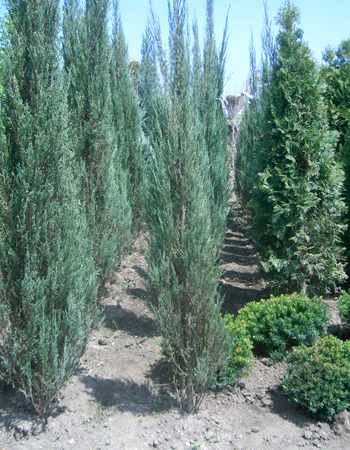 スカイロケット（コニファー）