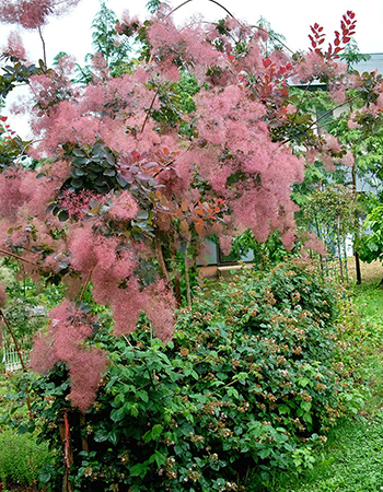 スモークツリー