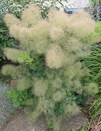 スモークツリー