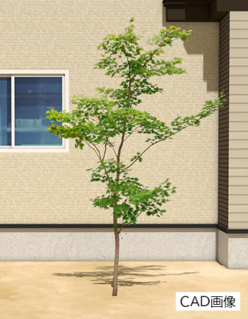 ハウチワカエデ