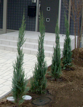玄関前のアプローチ添いに植えた４本のブルーアロー（コニファー）