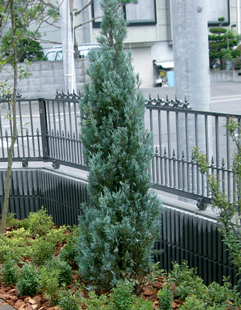 庭のブルーヘブン（コニファー）