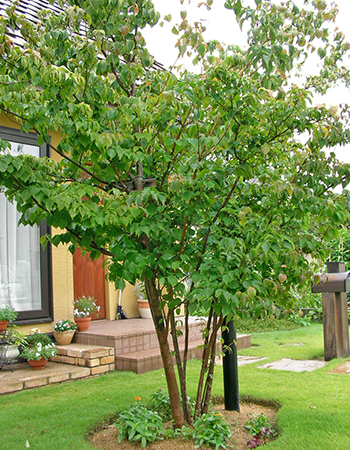 ヤマボウシ全景