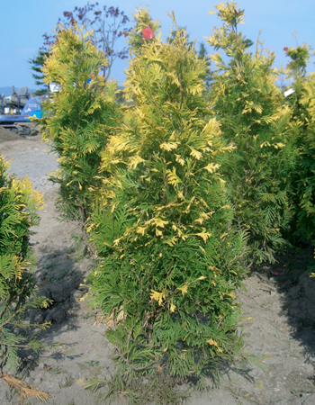 ヨーロッパゴールド（コニファー）