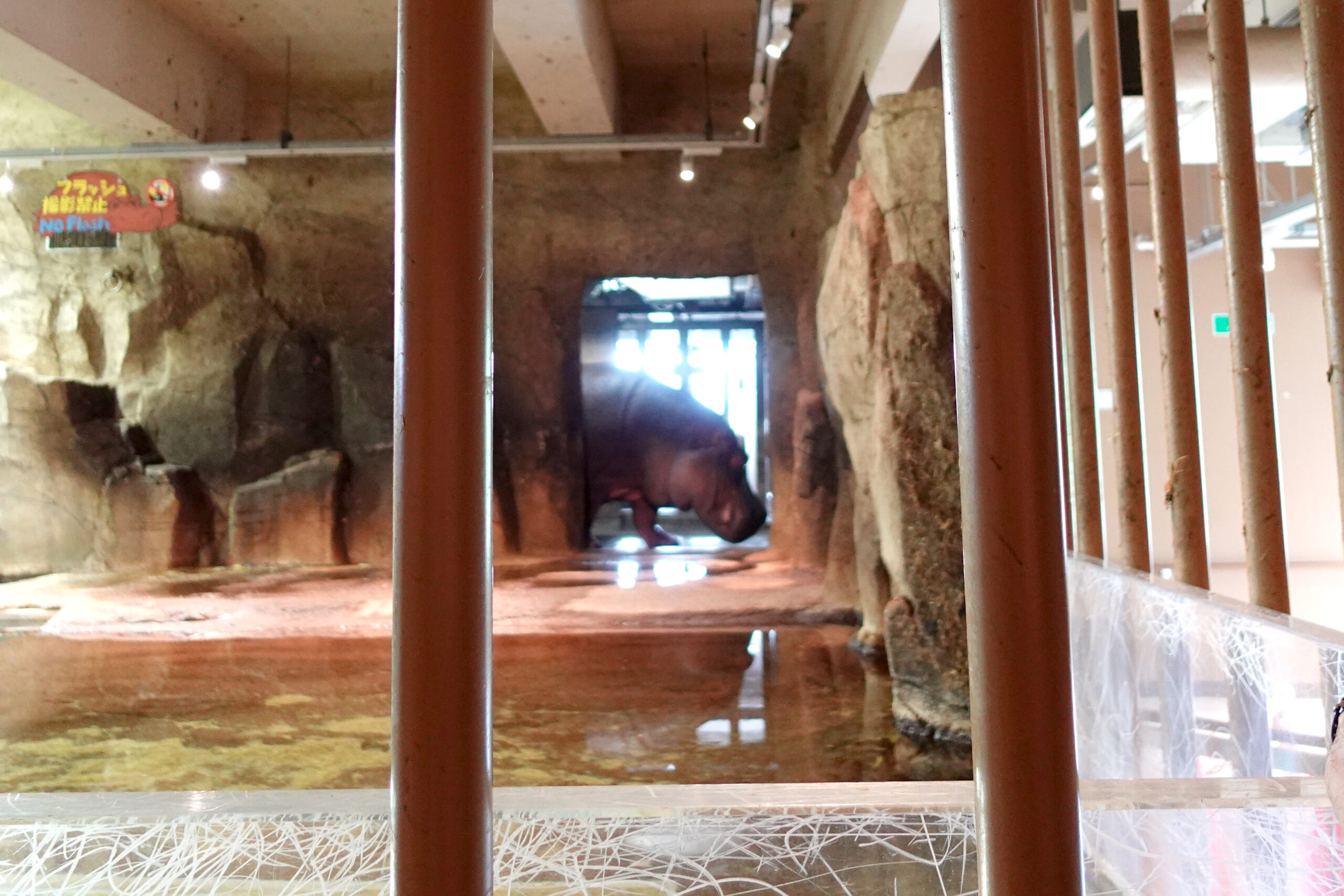 旭山動物園