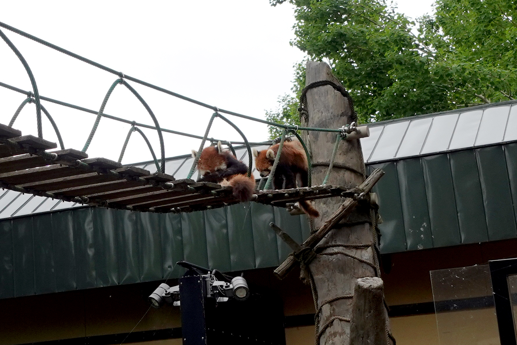 旭山動物園